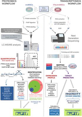 Unraveling the Molecular Signature of Extracellular Vesicles From Endometrial-Derived Mesenchymal Stem Cells: Potential Modulatory Effects and Therapeutic Applications